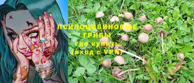 Псилоцибиновые грибы Psilocybe  кракен вход  Долгопрудный 